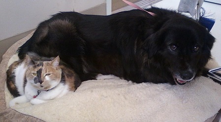 nikki and snickers rbridge.jpg